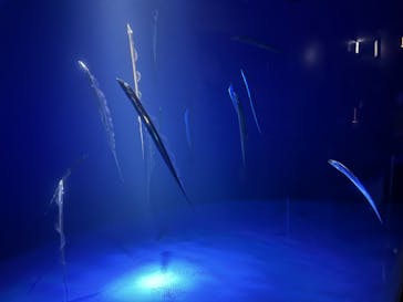 サンシャイン水族館に投稿された画像（2024/9/14）
