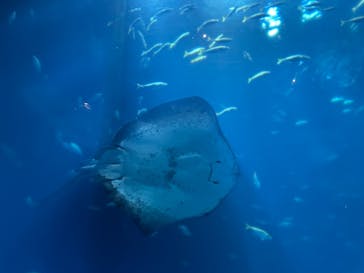 アクアワールド茨城県大洗水族館に投稿された画像（2024/9/14）