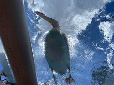 サンシャイン水族館に投稿された画像（2024/9/14）