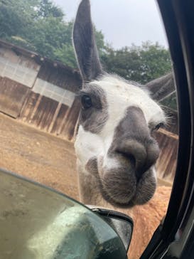 東北サファリパークに投稿された画像（2024/9/14）