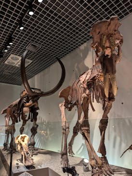 国立科学博物館に投稿された画像（2024/9/14）