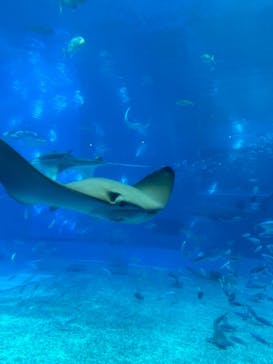 沖縄美ら海水族館に投稿された画像（2024/9/14）