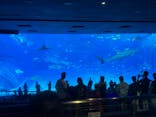 沖縄美ら海水族館に投稿された画像（2024/9/14）