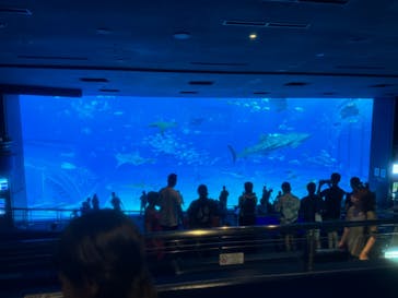 沖縄美ら海水族館に投稿された画像（2024/9/14）