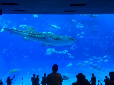 沖縄美ら海水族館に投稿された画像（2024/9/14）