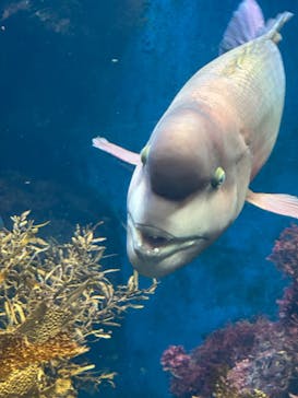 新江ノ島水族館に投稿された画像（2024/9/14）
