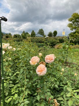 いばらきフラワーパークに投稿された画像（2024/9/14）