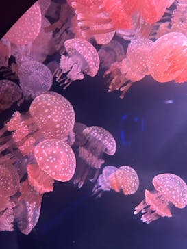 四国水族館に投稿された画像（2024/9/14）