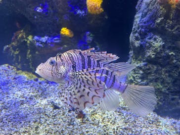 四国水族館に投稿された画像（2024/9/14）