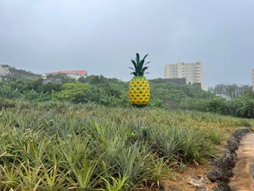 ナゴパイナップルパークに投稿された画像（2024/9/14）