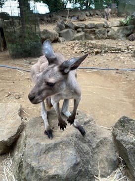 伊豆シャボテン動物公園に投稿された画像（2024/9/14）