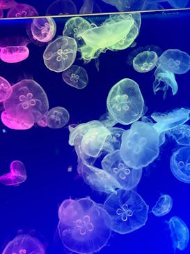 名古屋港水族館に投稿された画像（2024/9/14）