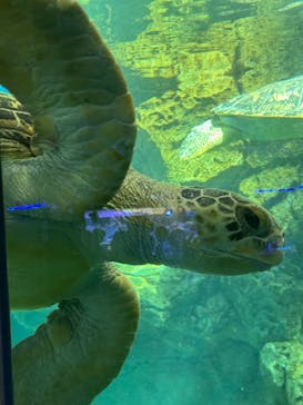 名古屋港水族館に投稿された画像（2024/9/14）