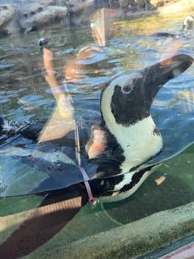 神戸どうぶつ王国に投稿された画像（2024/9/14）