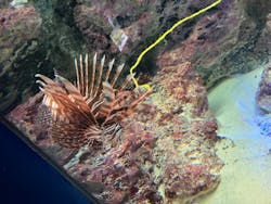 沖縄美ら海水族館に投稿された画像（2024/9/14）