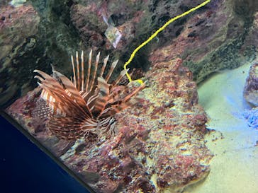 沖縄美ら海水族館に投稿された画像（2024/9/14）