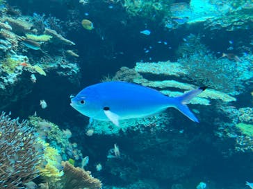 沖縄美ら海水族館に投稿された画像（2024/9/14）
