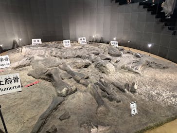 福井県立恐竜博物館に投稿された画像（2024/9/14）