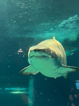 アクアワールド茨城県大洗水族館に投稿された画像（2024/9/14）