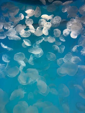 アクアワールド茨城県大洗水族館に投稿された画像（2024/9/14）