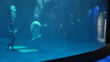 島根県立 しまね海洋館に投稿された画像（2024/9/14）