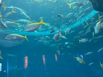 鴨川シーワールドに投稿された画像（2024/9/14）