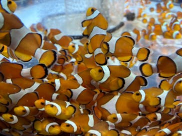 鴨川シーワールドに投稿された画像（2024/9/14）