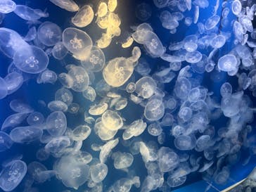 鴨川シーワールドに投稿された画像（2024/9/14）