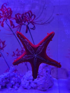 マクセル アクアパーク品川に投稿された画像（2024/9/14）