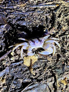 西表島 ADVENTURE PiPi（アドベンチャーピピ）に投稿された画像（2024/9/14）