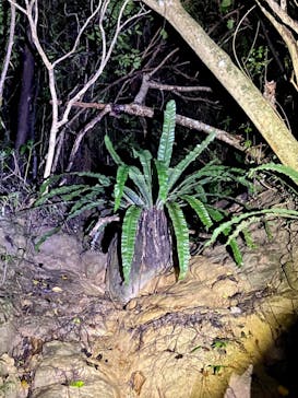 西表島 ADVENTURE PiPi（アドベンチャーピピ）に投稿された画像（2024/9/14）