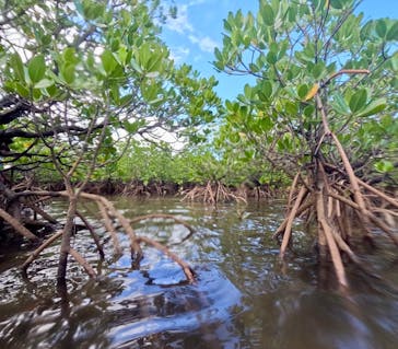 西表島 ADVENTURE PiPi（アドベンチャーピピ）に投稿された画像（2024/9/14）