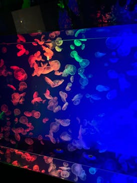 名古屋港水族館に投稿された画像（2024/9/14）