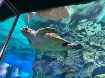 名古屋港水族館に投稿された画像（2024/9/14）