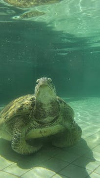 下田海中水族館に投稿された画像（2024/9/14）
