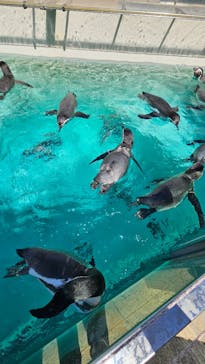下田海中水族館に投稿された画像（2024/9/14）
