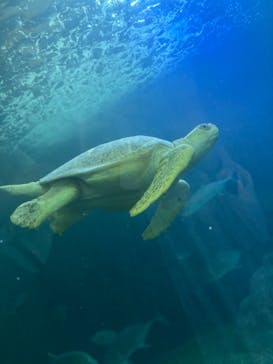 串本海中公園水族館に投稿された画像（2024/9/14）