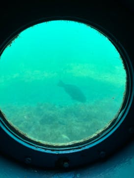 串本海中公園水族館に投稿された画像（2024/9/14）