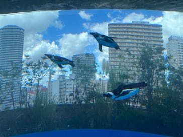 サンシャイン水族館に投稿された画像（2024/9/14）