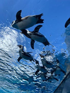サンシャイン水族館に投稿された画像（2024/9/14）