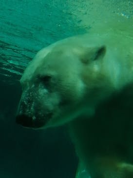 恩賜上野動物園に投稿された画像（2024/9/14）