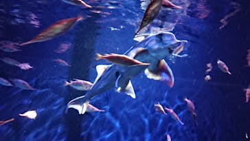 サンシャイン水族館に投稿された画像（2024/9/14）