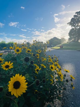 淡路ファームパーク イングランドの丘に投稿された画像（2024/9/14）