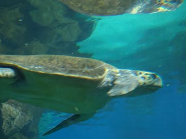 名古屋港水族館に投稿された画像（2024/9/14）