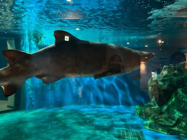 しながわ水族館に投稿された画像（2024/9/14）