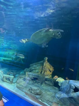 しながわ水族館に投稿された画像（2024/9/14）