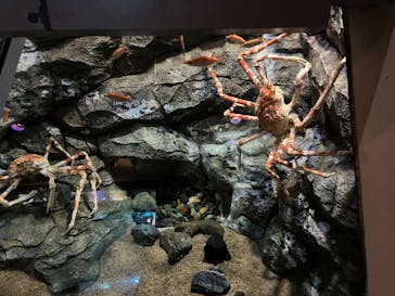 しながわ水族館に投稿された画像（2024/9/14）