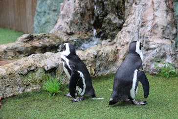 おさるランド＆アニタウン　日光さる軍団劇場に投稿された画像（2024/9/14）