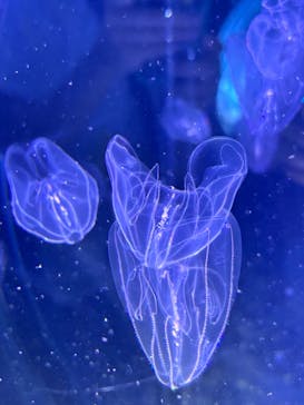 名古屋港水族館に投稿された画像（2024/9/14）