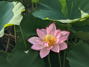 三溪園に投稿された画像（2024/9/14）